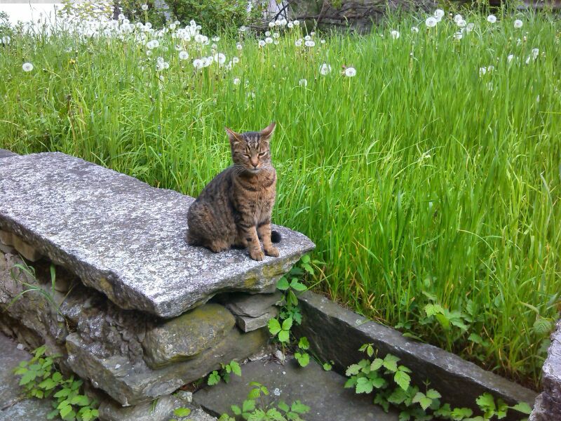 Il gatto di Alex (Jones)