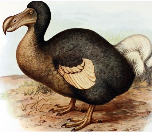 La guerra dei DODO