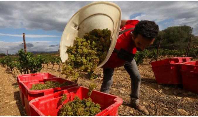 La Francia spenderà milioni per distruggere il vino (rt.com)